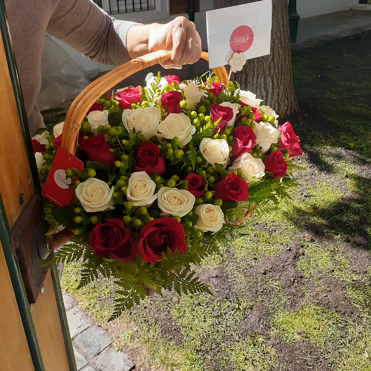 Arreglo floral en canasto con mix 50 rosas blanco/rojo e hypericum verde - Pedido 249609