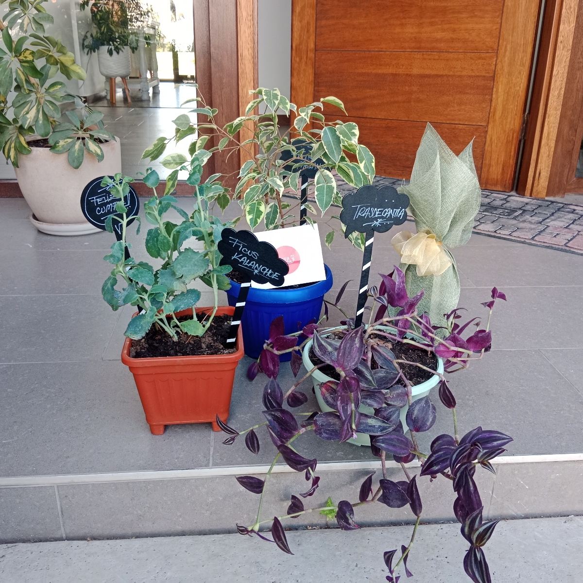 Set de 3 plantas en macetero (Beta) - Ficus Melany, Kalanchoe, Trasdecantia en macetero - Pedido 254544