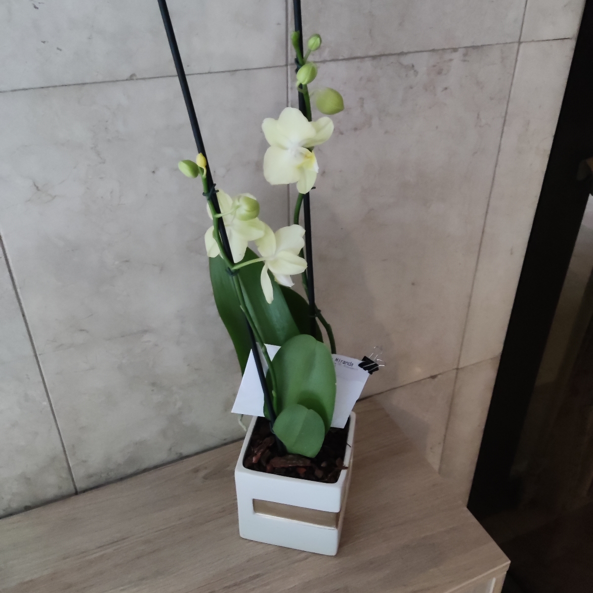 Orquídea dos (2) varas amarillaPhalaenopsis - Orquídea mariposa en base cubo blanco - Pedido 255053