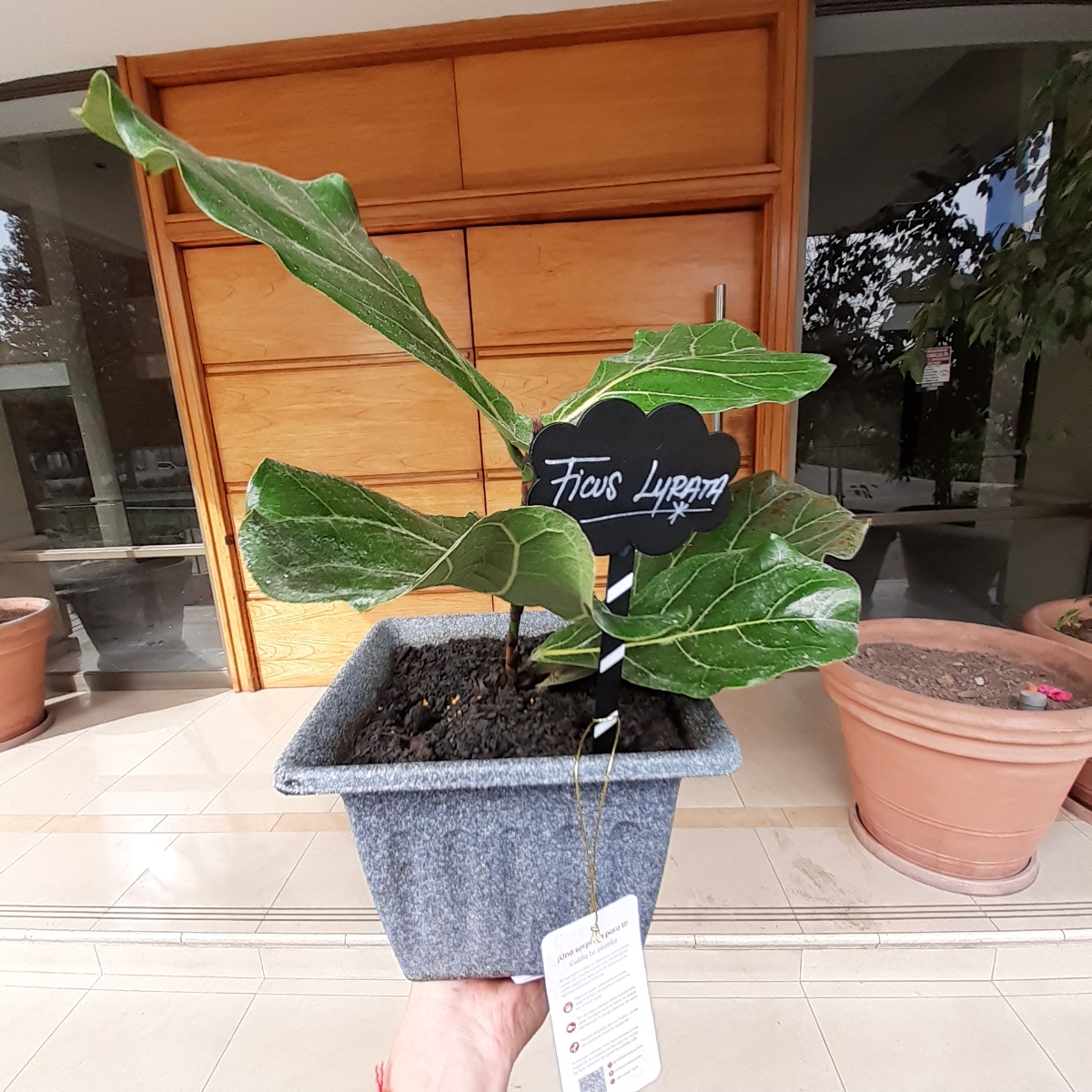 Ficus Lyrata Pequeño - Planta de interior en macetero - Pedido 256560